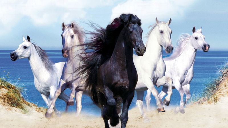 Một số tranh mã đáo thành công nên tránh