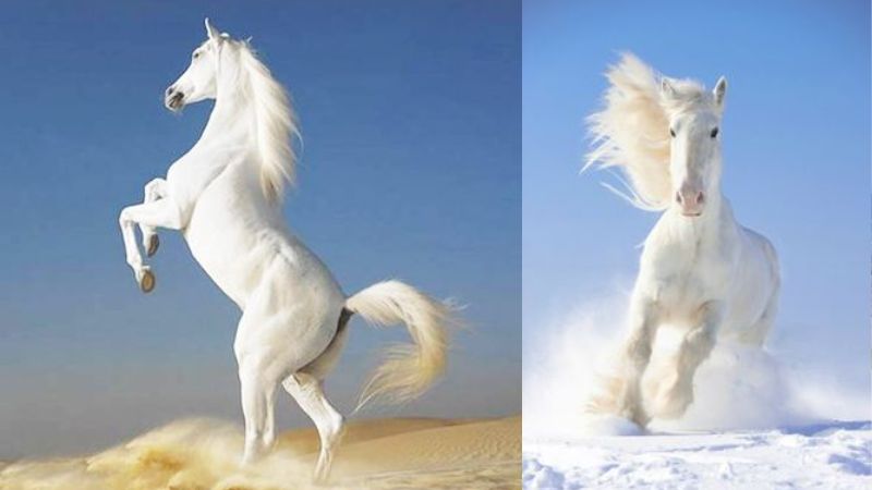 Tranh độc mã - một bức tranh tối kỵ khi lựa chọn treo ở nơi làm việc